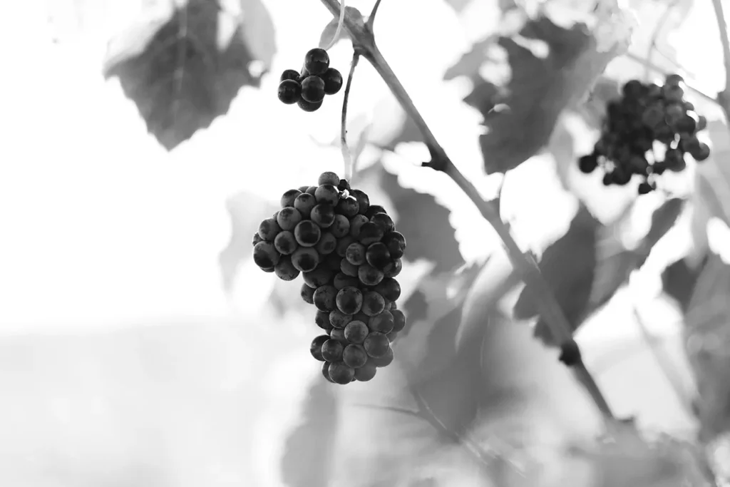 Racimo de uvas maduras en la viña de Ramón Izquierdo, símbolo de viticultura artesanal en Jumilla